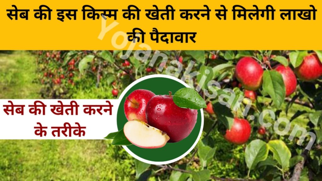 seb ki kheti सेब की खेती:मे करे इन किस्म का उपयोग मिलेगी लाखो के पैदावार 