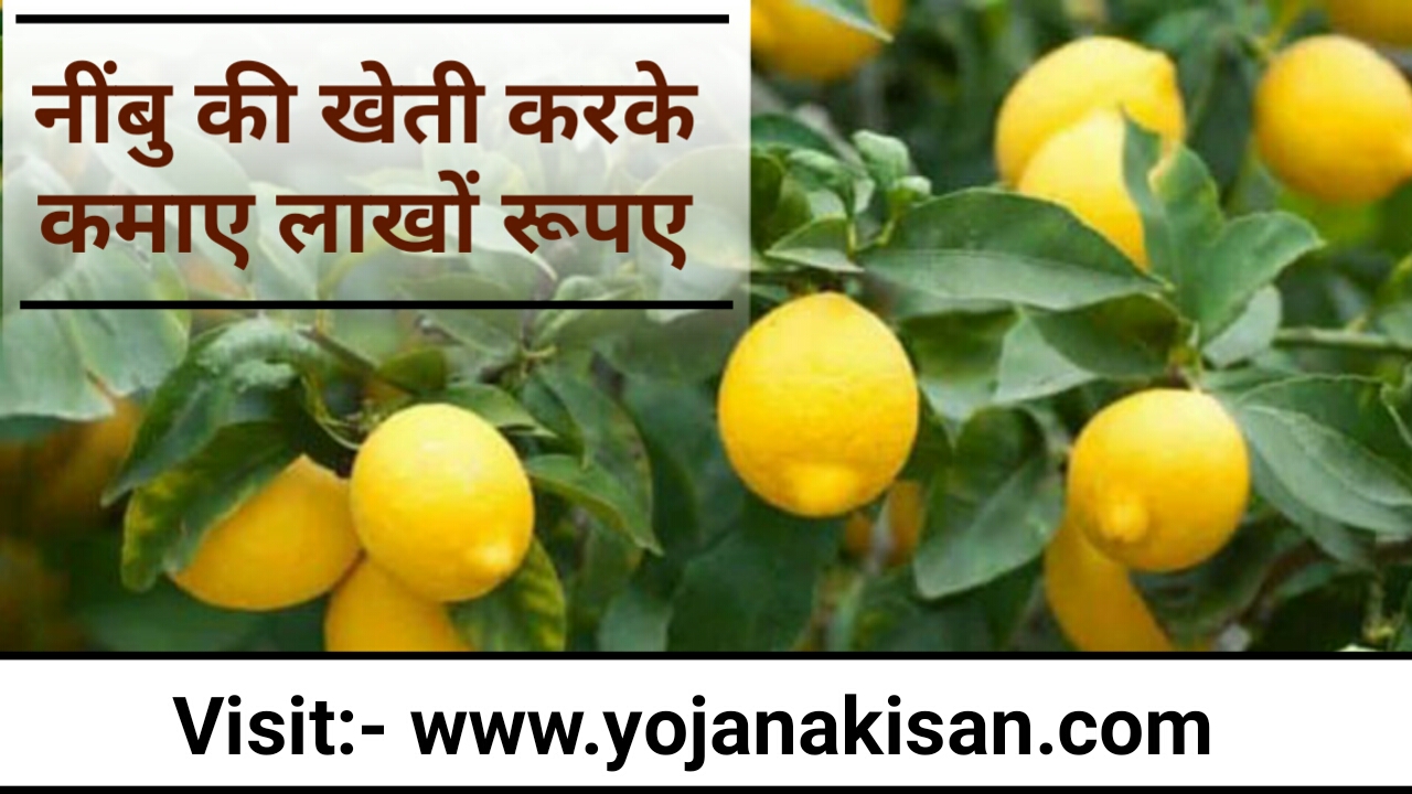 हाइब्रिड नींबू की खेती करके किसान कमा सकते है लाखों रुपये|nimbu ki kheti kaise kare|Lemon farming